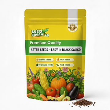 Aster Seeds – Lady in Black Calico