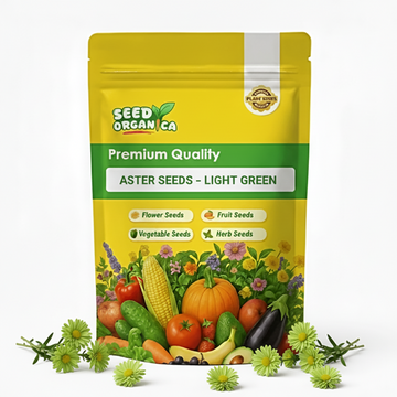 Aster Seeds – Light Green