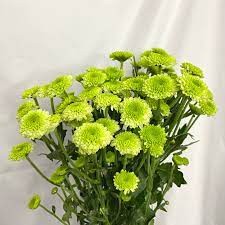 Aster Seeds – Light Green