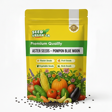 Aster Seeds – Pompon Blue Moon