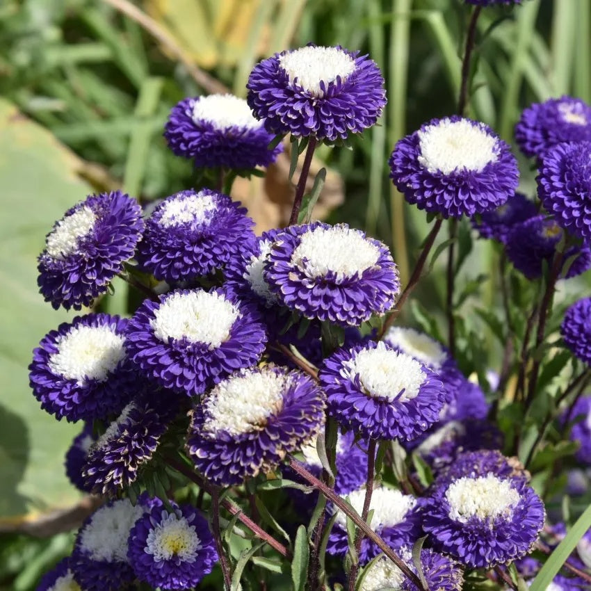 Aster Seeds – Purple & White