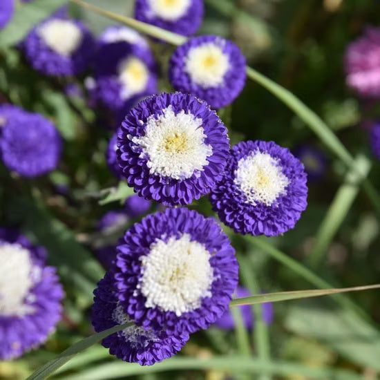 Aster Seeds – Purple & White
