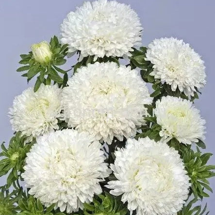 Aster Seeds – White Callistephus