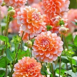 Aster Seeds – White Orange