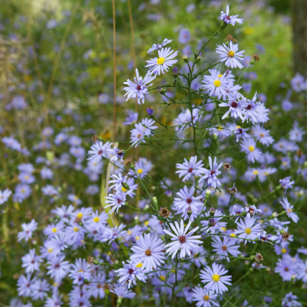 Aster Seeds – Sky Blue
