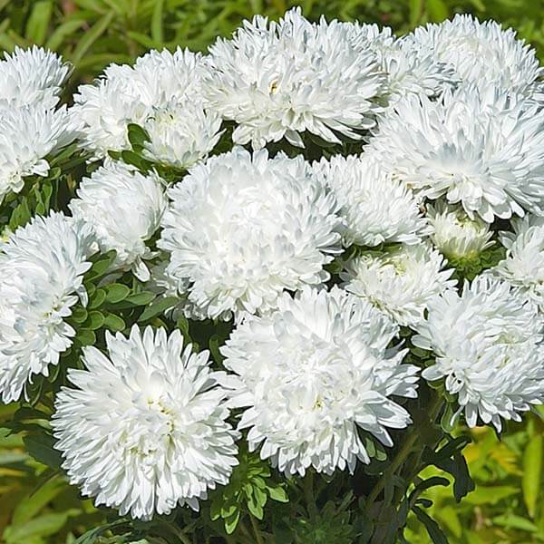 Aster Seeds – White Callistephus