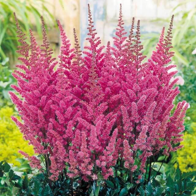 Astilbe Bunter Seeds - Flower Plant