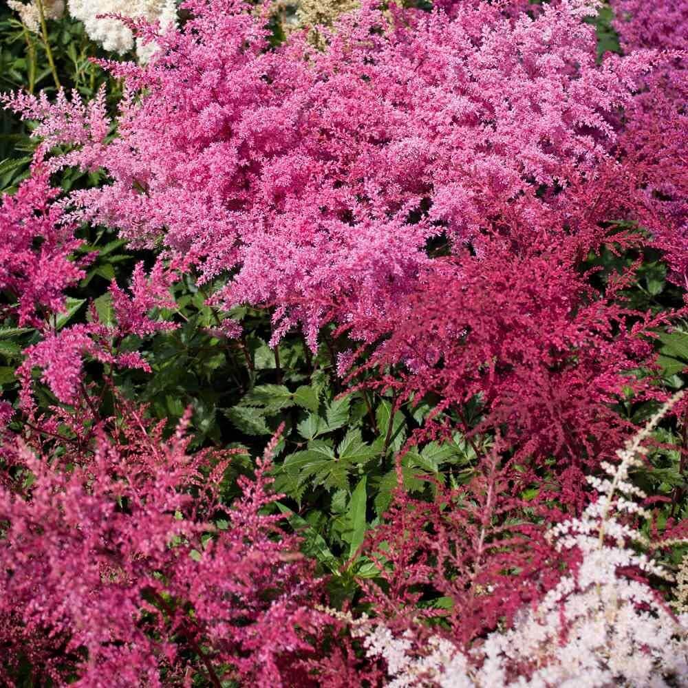 Astilbe Bunter Seeds - Flower Plant