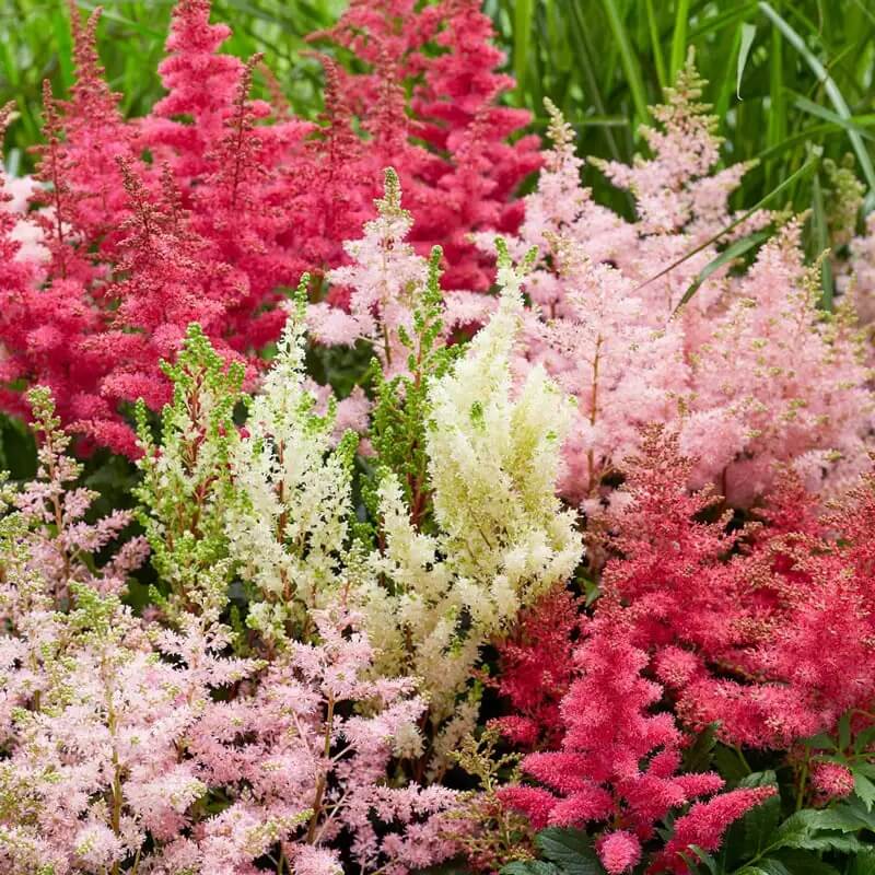 Astilbe Bunter Seeds - Flower Plant