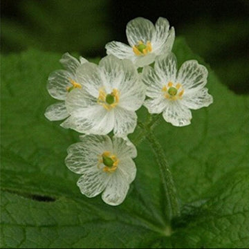 Astilboides Tabularis Skeleton Seeds - Flower Plant