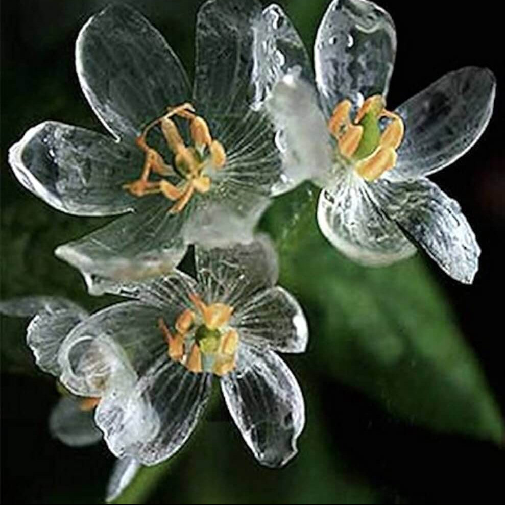 Astilboides Tabularis Skeleton Seeds - Flower Plant
