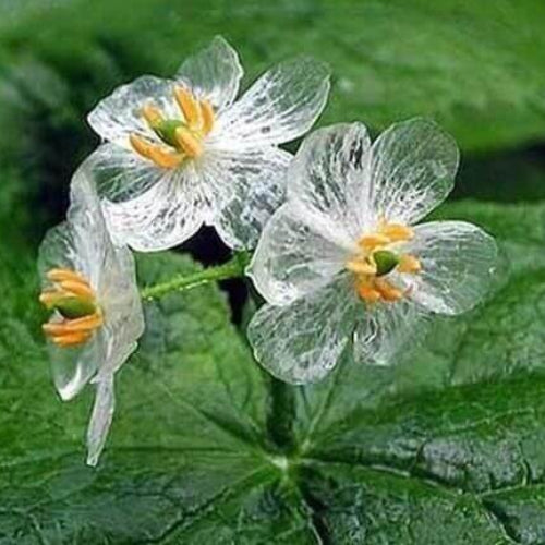 Astilboides Tabularis Skeleton Seeds - Flower Plant