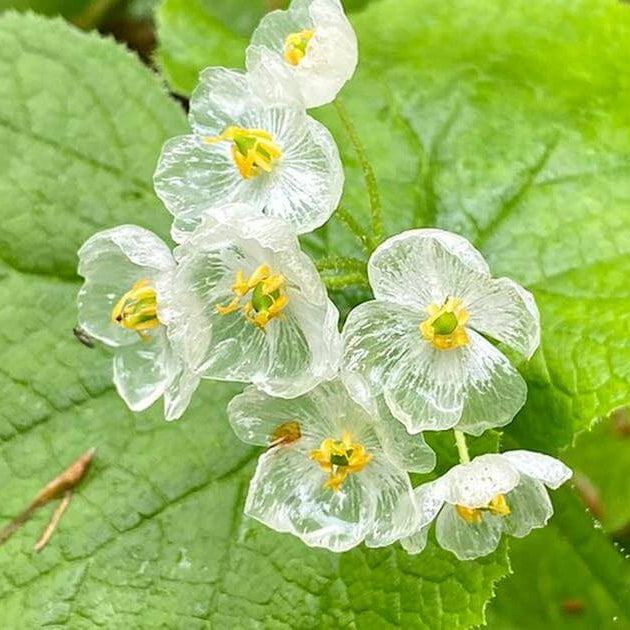 Astilboides Tabularis Skeleton Seeds - Flower Plant