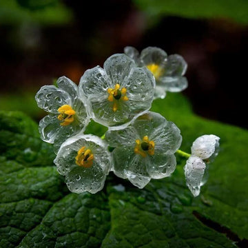 Astilboides Tabularis Skeleton Seeds - Flower Plant