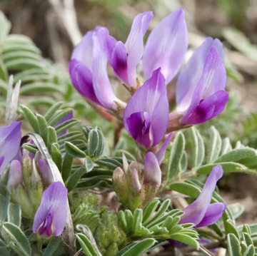 Astragalus Crassicarpus Seeds – Heirloom, Hardy
