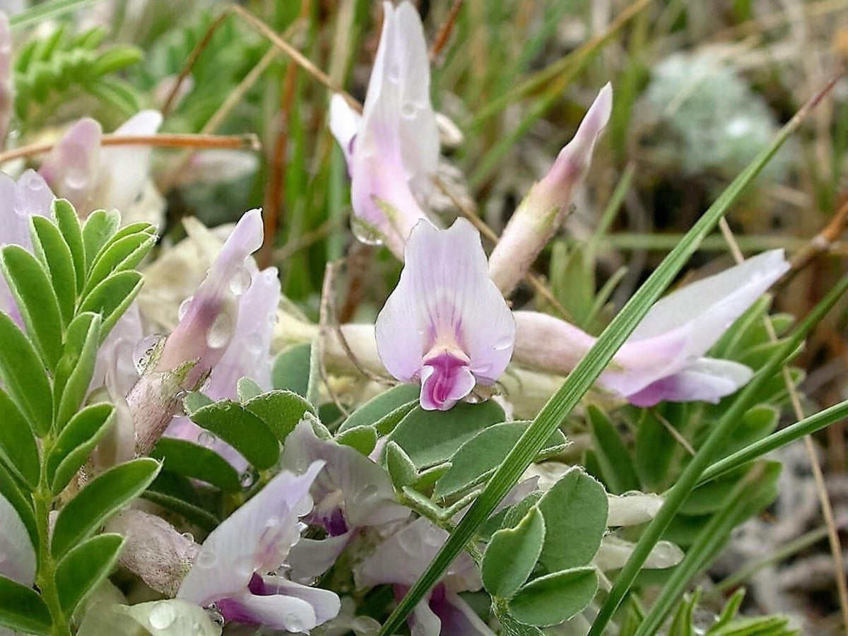 Astragalus Crassicarpus Seeds – Heirloom, Hardy
