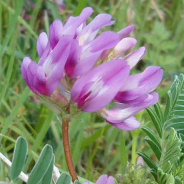 Astragalus Crassicarpus Seeds – Heirloom, Hardy
