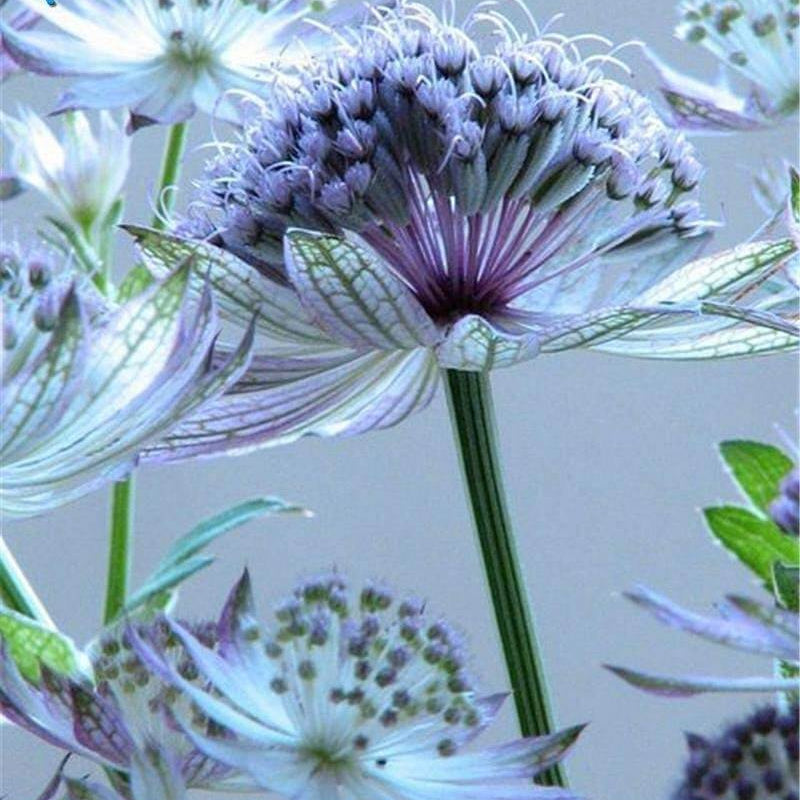 Astrantia Major Seeds – Blue Masterwort