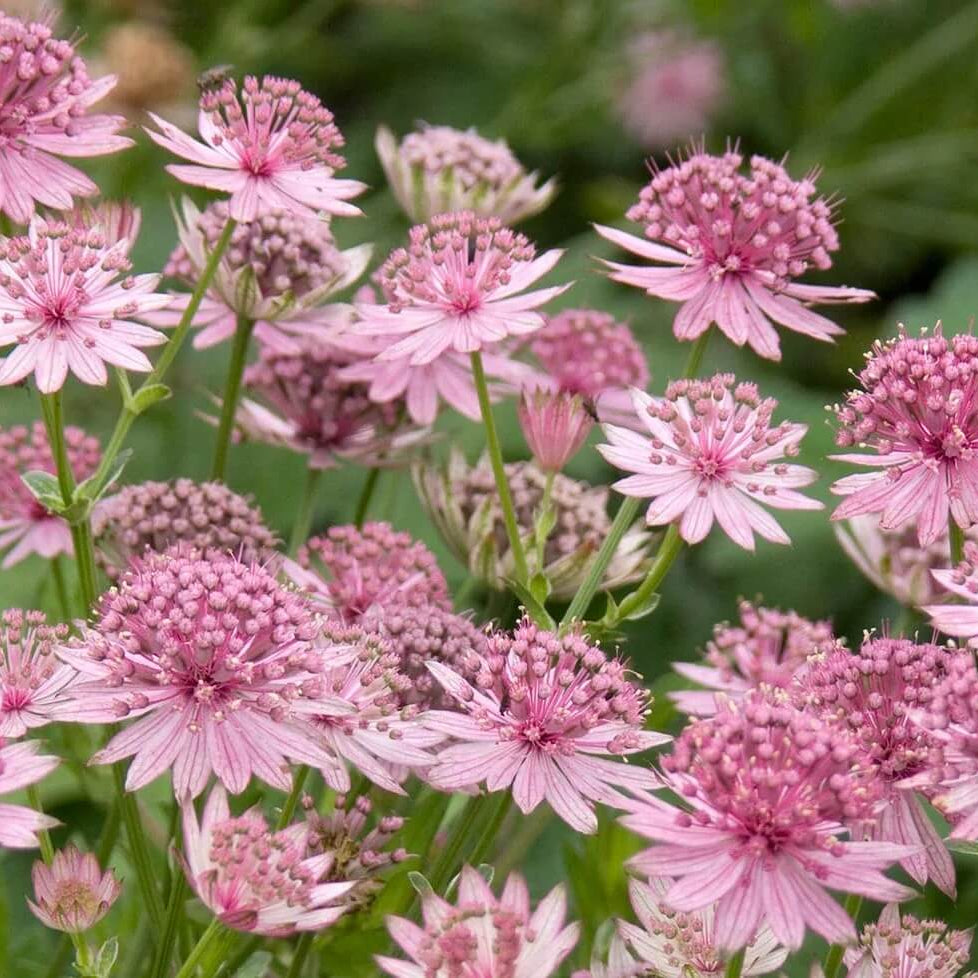 Astrantia Major Seeds – Compact 