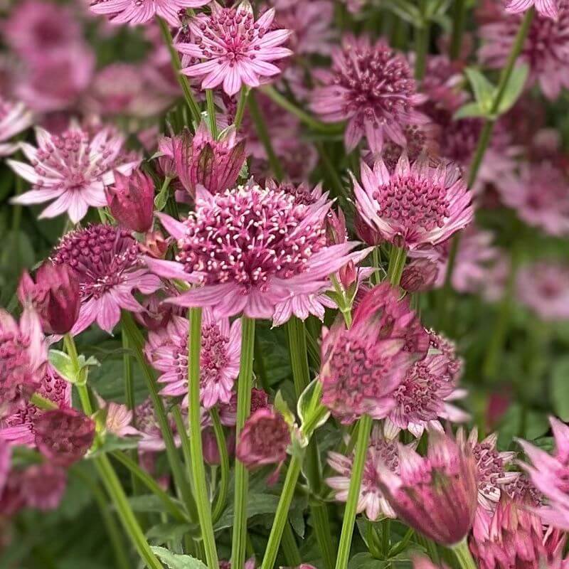 Astrantia Major Seeds – Compact 