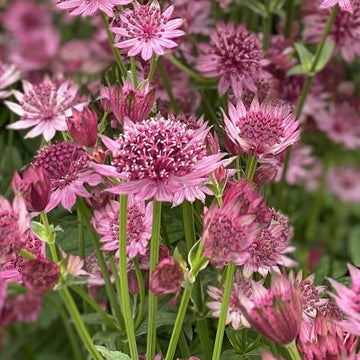 Astrantia Major Seeds – Compact 