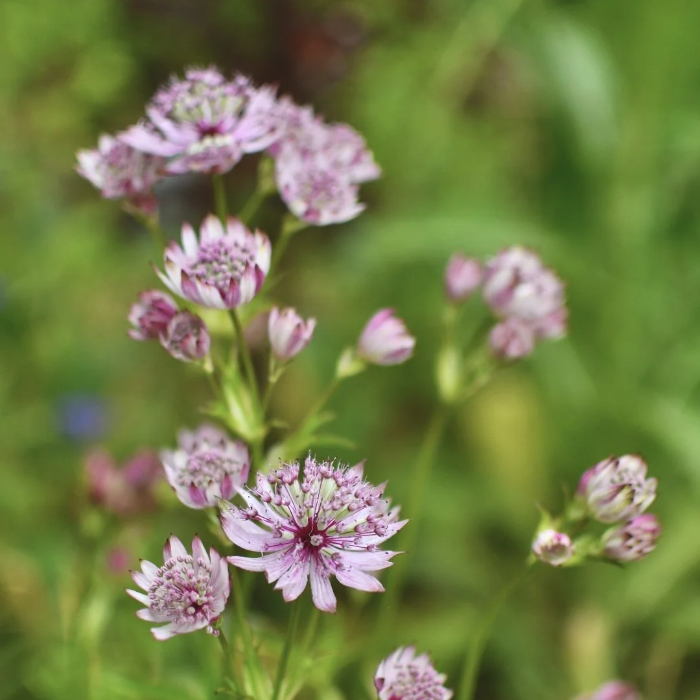 Astrantia Major Seeds – Rose Symphony
