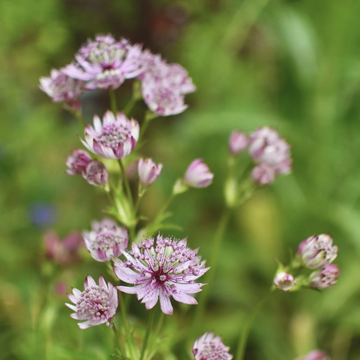 Astrantia Major Seeds – Rose Symphony
