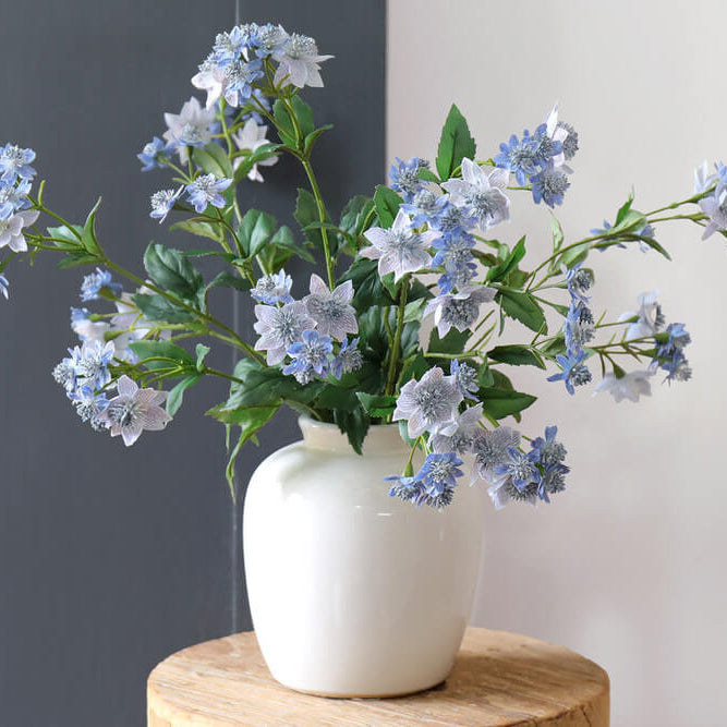 Astrantia Major Seeds – Blue Masterwort