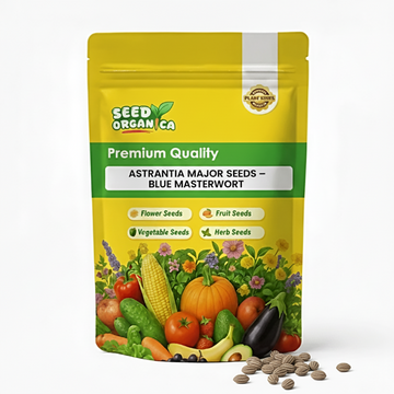 Astrantia Major Seeds – Blue Masterwort