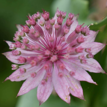 Astrantia Major Seeds – Compact  growth