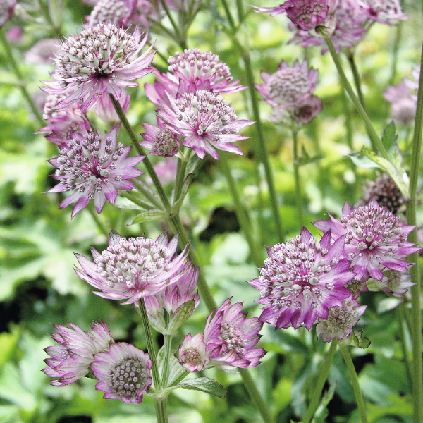 Rose Symphony Astrantia Major Seeds Buy Perennial Flower rose-symphony-astrantia-major-seeds-buy-perennial-flower