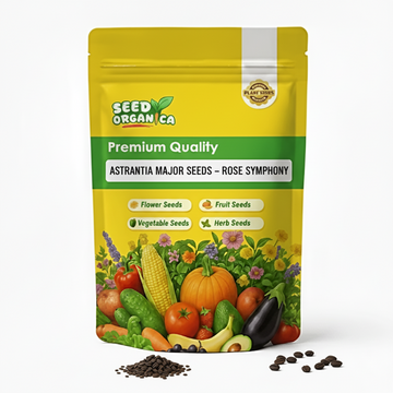 Astrantia Major Seeds – Rose Symphony