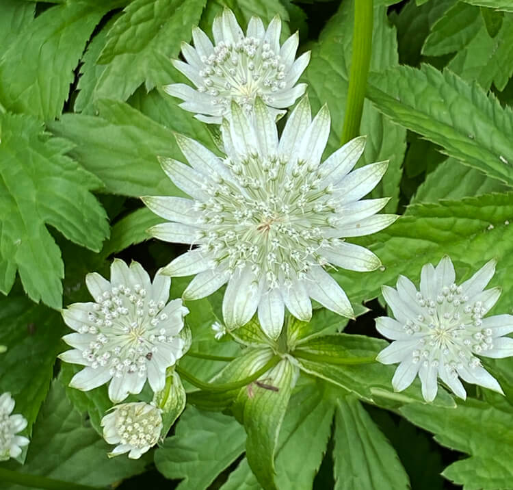 Astrantia Major Seeds – Sun-Loving