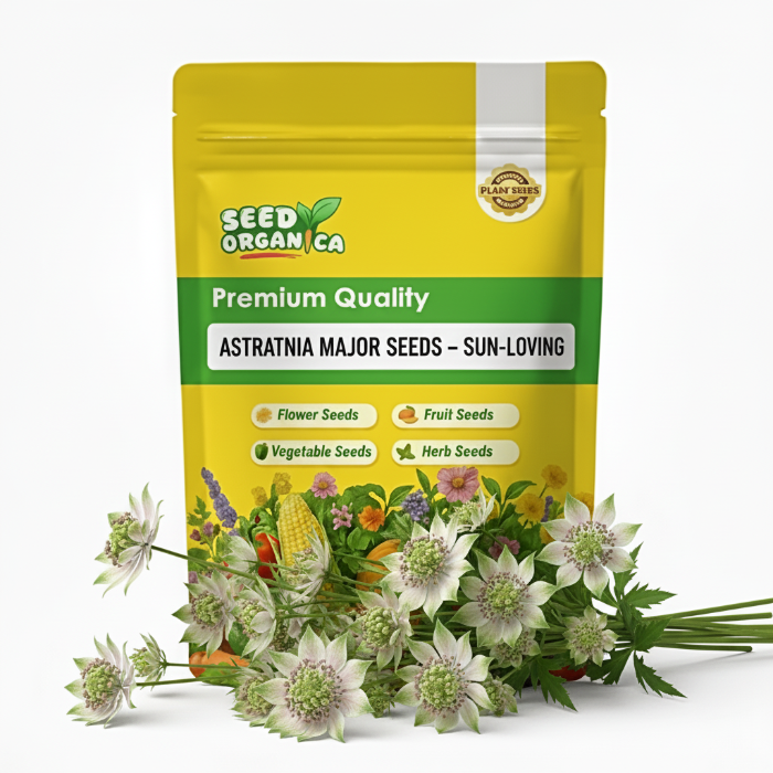 Astrantia Major Seeds – Sun-Loving