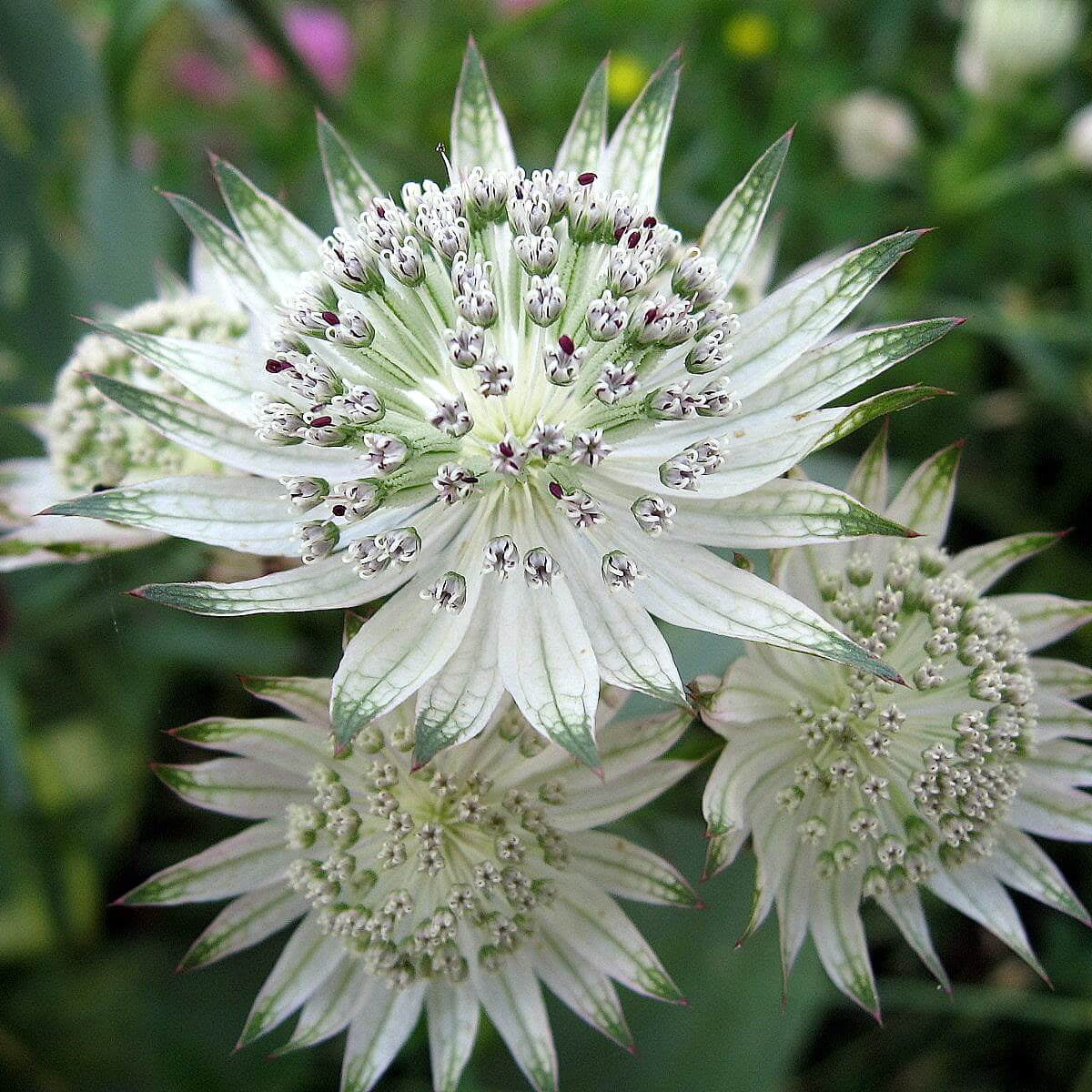 Astrantia Major Seeds – Sun-Loving