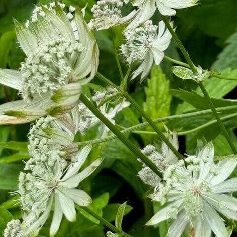 Astrantia Major Seeds – Sun-Loving