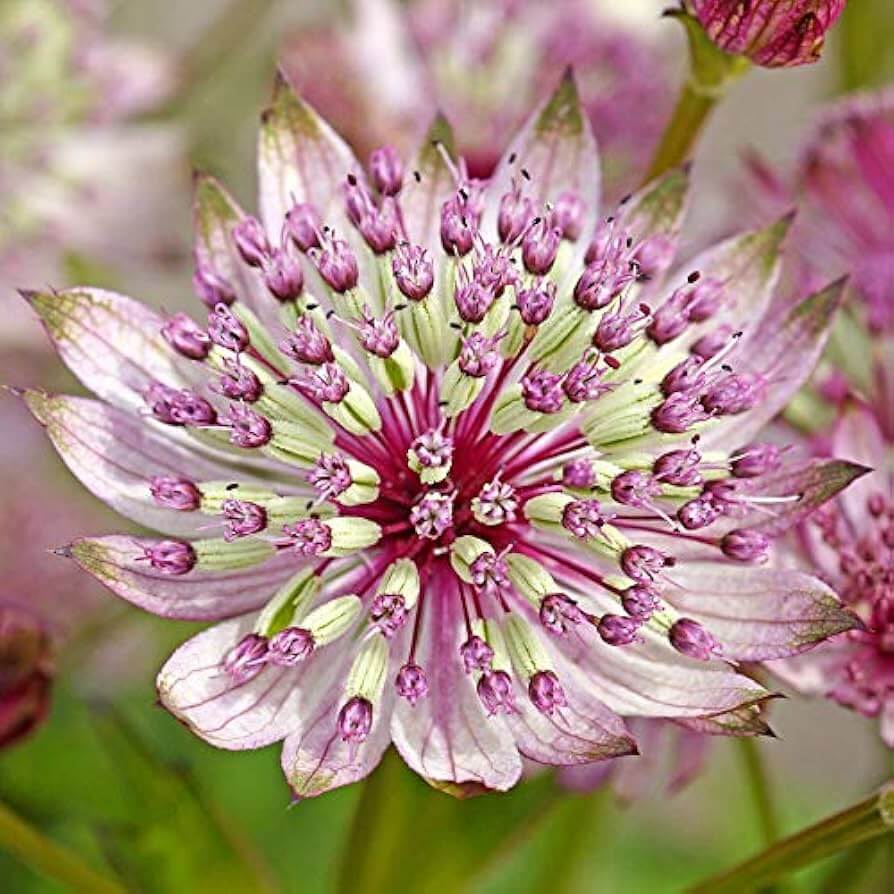 Astrantia Seeds