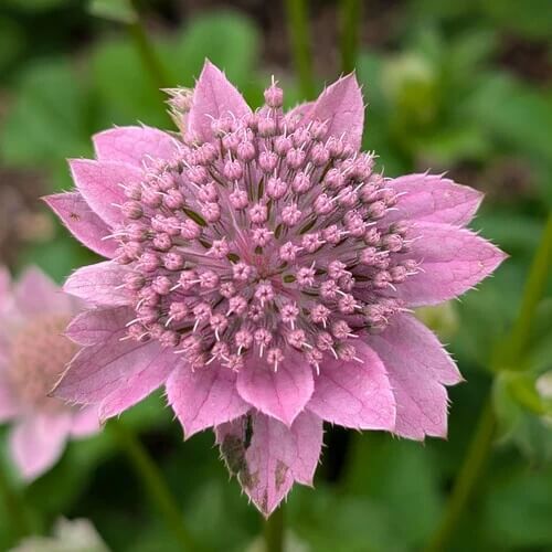 Astrantia Seeds
