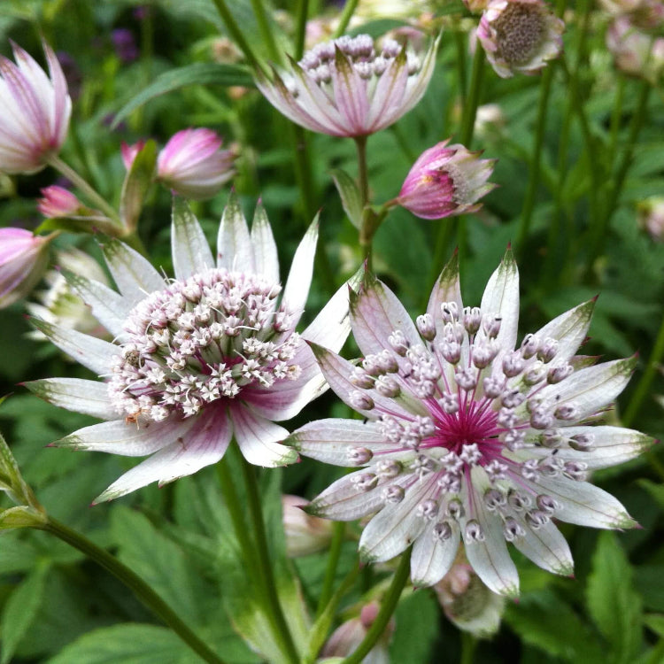 Astrantia Seeds