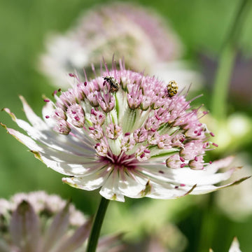 Astrantia Seeds - Flower Plant for Home Gardens