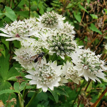 Astrantia Seeds - Flower Plant for Home Gardens