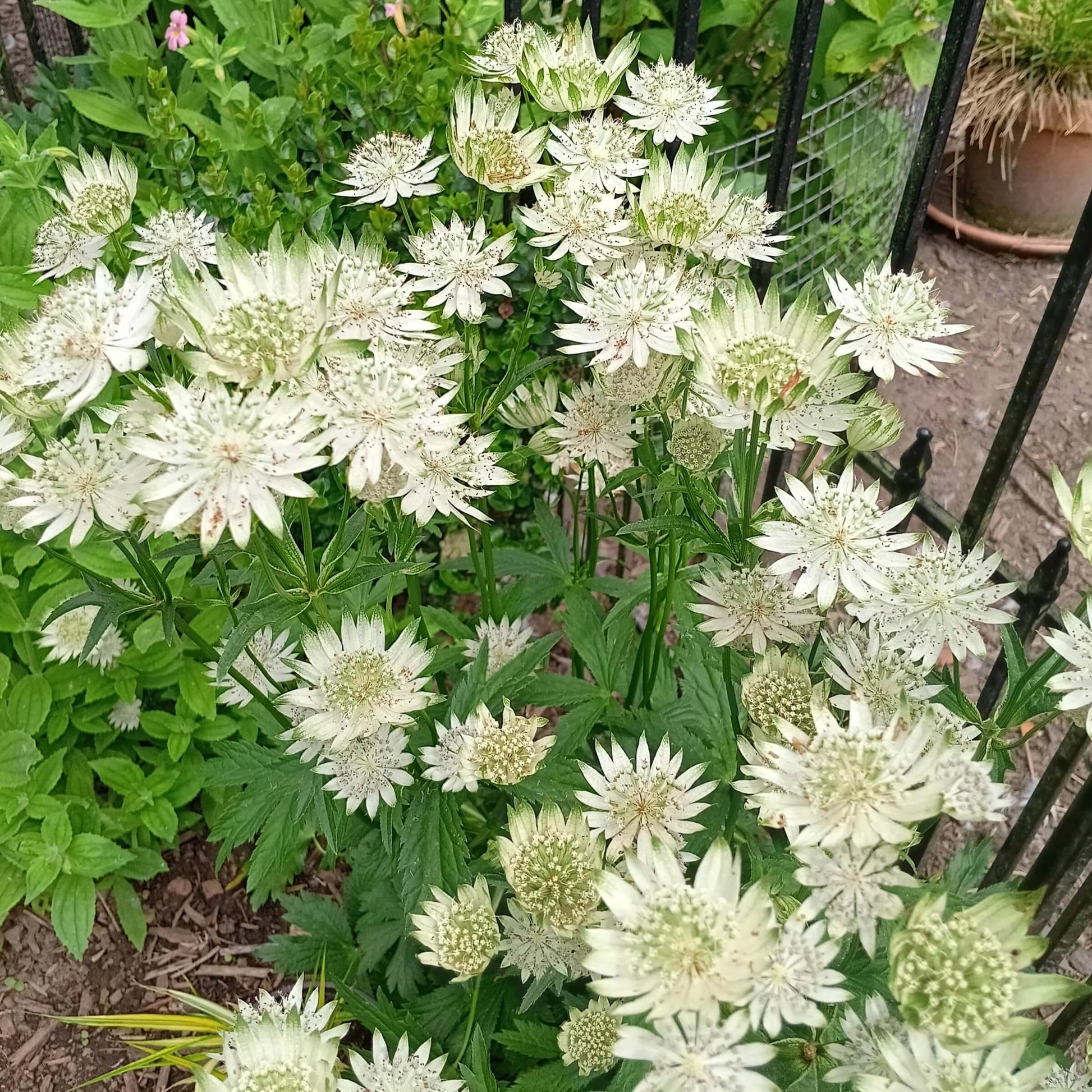 Astrantia Seeds - Flower Plant for Home Gardens