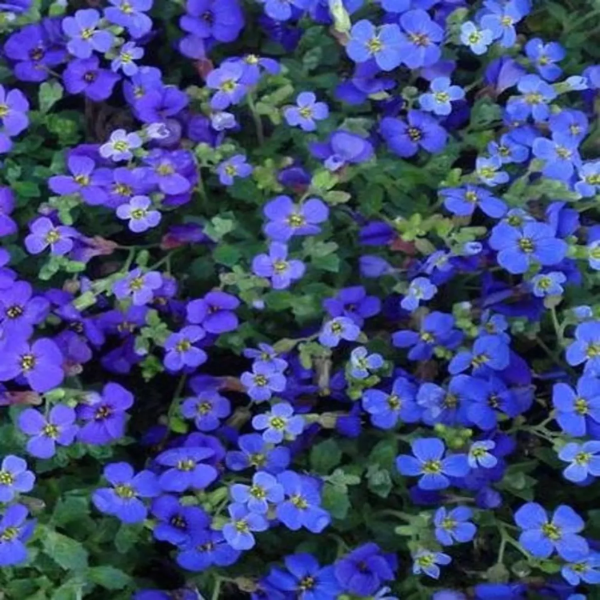 Aubrieta Seeds – Cascade Dark Blue
