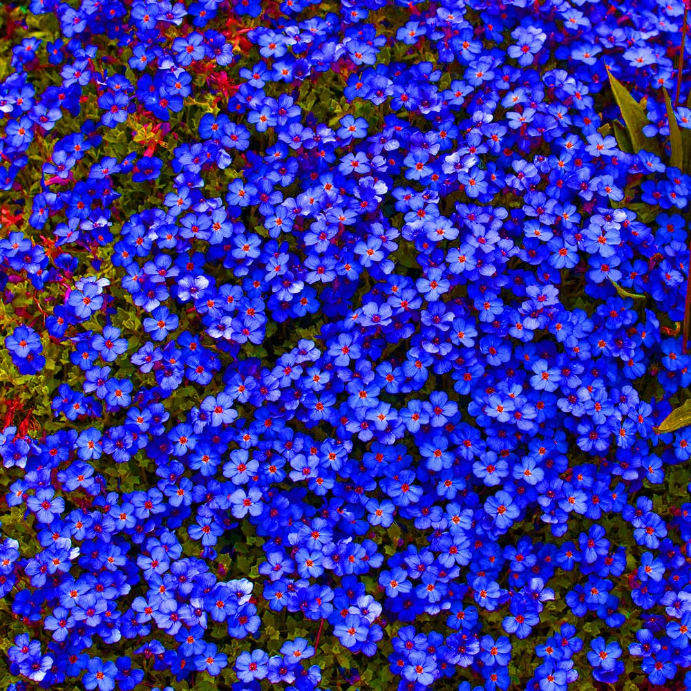 Aubrieta Seeds – Cascade Dark Blue
