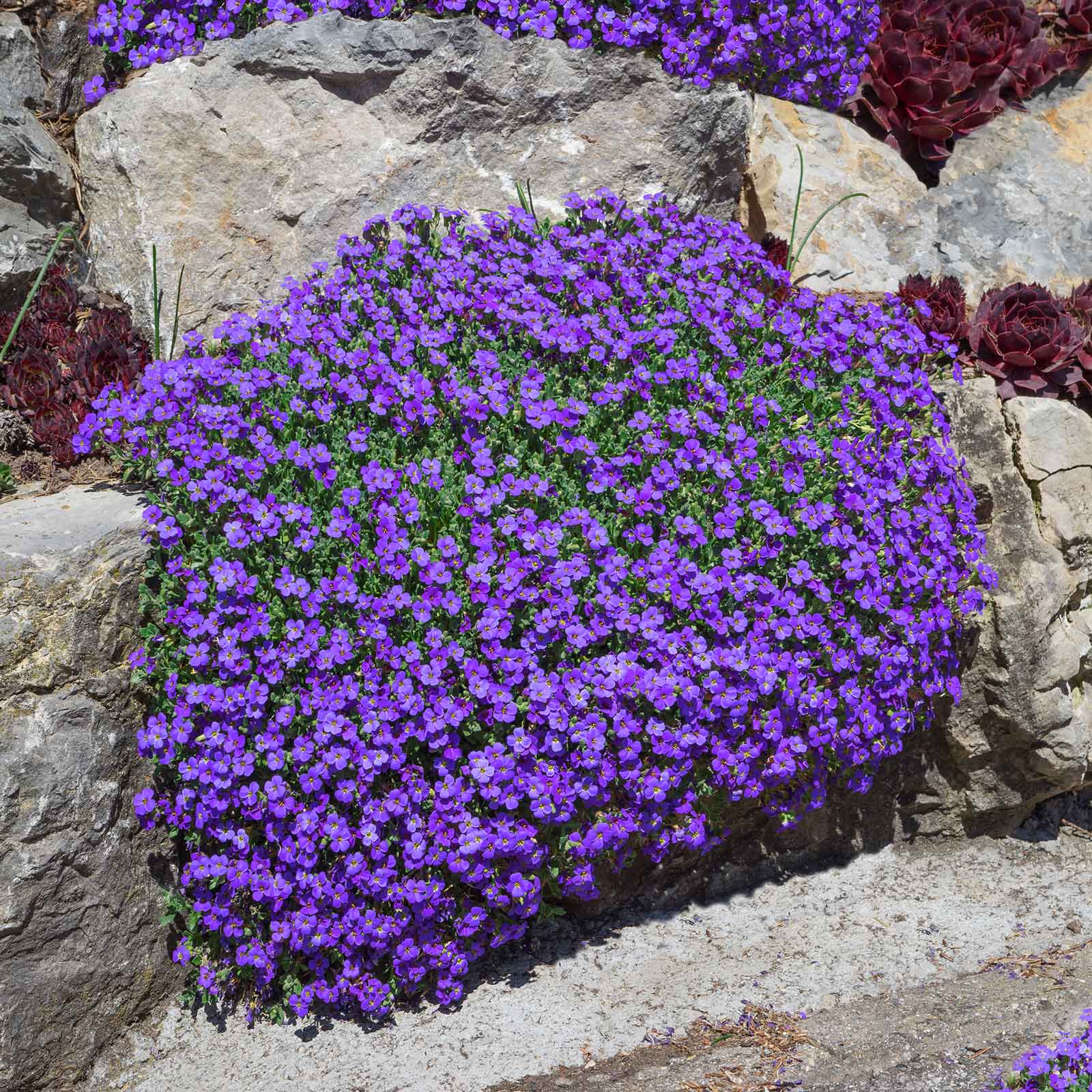 Aubrieta Seeds – Cascade Seasonal
