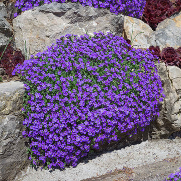 Aubrieta Seeds – Cascade Seasonal