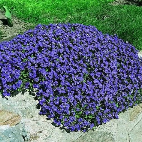 Aubrieta Seeds – Cascade Seasonal
