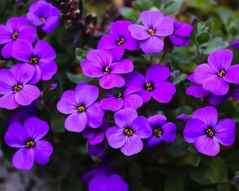 Aubrieta Seeds – Deltoidea Heirloom & GMO
