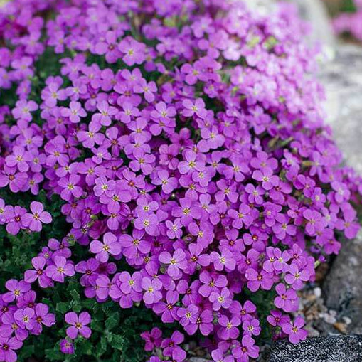 Aubrieta Deltoidea Seeds – Rockcress