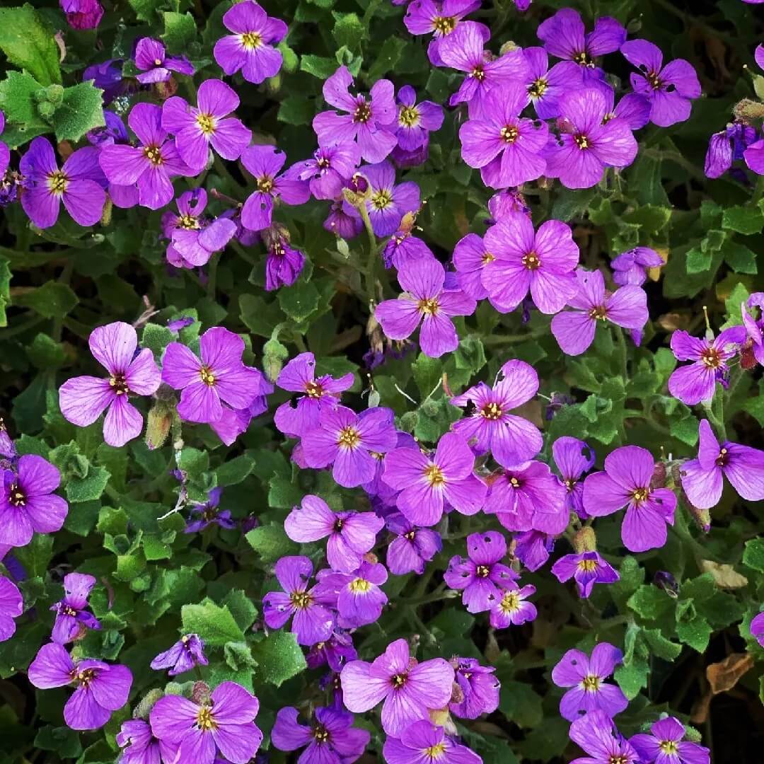 Aubrieta Deltoidea Seeds – Rockcress